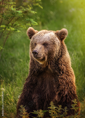 Porträt eines Braunbären in einem grünen Wald