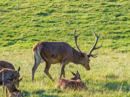 Perthshire / Szkocja - 25 sierpień 2019: Zwierzęta obok Zamku Blair w sierpniowy słoneczny dzień