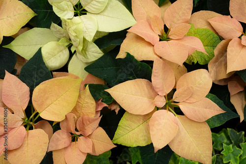 Poinsettia, plants with light and pink light leaves in a flower shop.