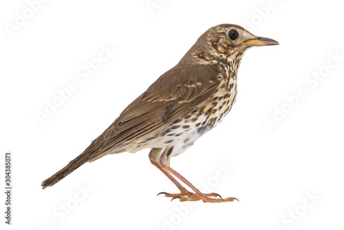 Song thrush isolated on a white background.