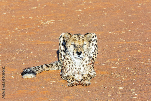Old cheetah in the kalahari desert, Namibia, Africa
