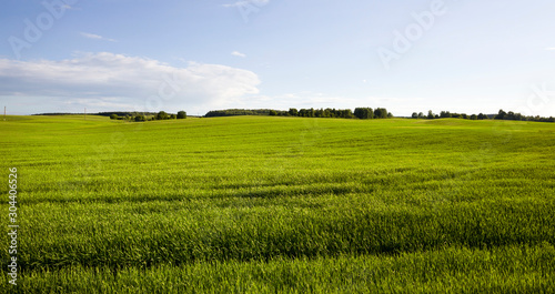 summer landscape with green cereals