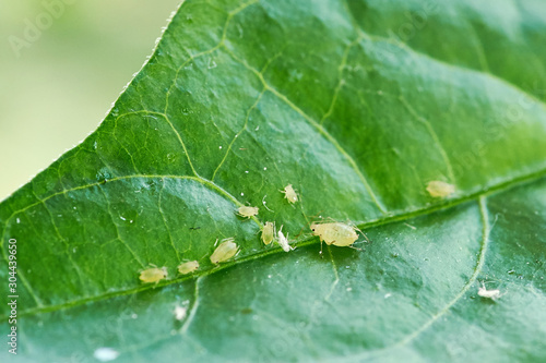 small aphid on a green leaf in the open air