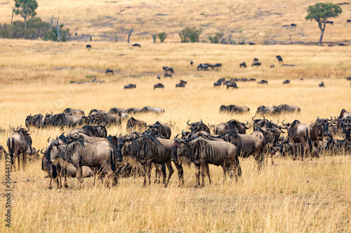 great migration in masai mara