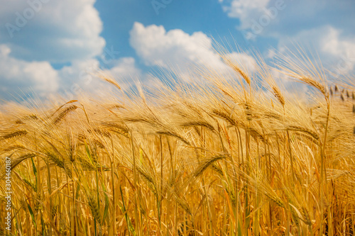 Ripe spikelets of ripe wheat. Closeup spikelets on a wheat field against a blue sky and white clouds.