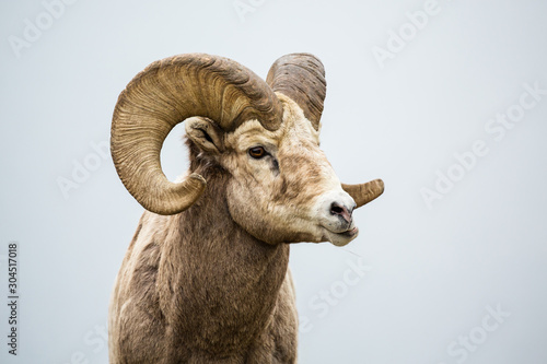 Male bighorn sheep ram chewing with jaw sideways grinding his food.