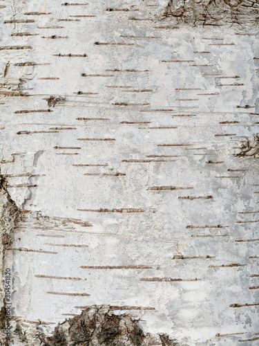 Pattern of birch bark with black stripes on white bark. Wooden texture 