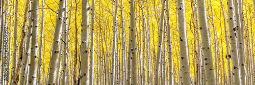 Panoramic Aspen Forest in Golden Autumn Splendor