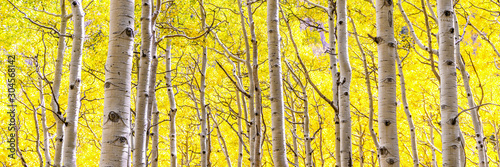 Aspen Trees in Golden Fall Splendor