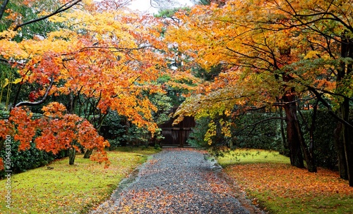 Scenic view of an alley through an autumn forest in a beautiful public park in Kyoto, Japan, with colorful maple trees and fallen leaves on the pebble footpath and grassy lawn