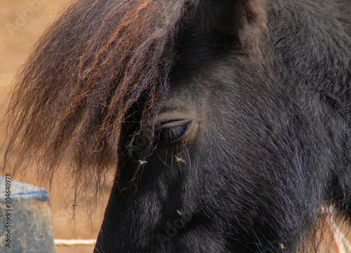 Braunes Pony