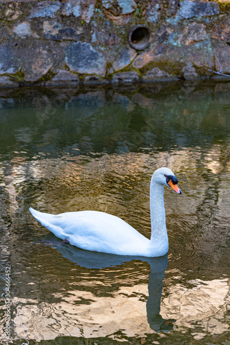 Wild swan swimming in the moat of Kurashiki Bikan Historical Quarter. Okayama, Japan