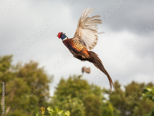 Pheasant