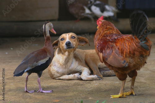 Dog fears chicken and duck