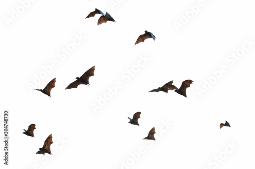 Bats flying in the sky, Freedom concept