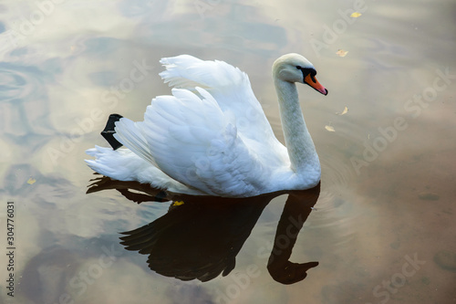 A white swan floats on the surface of a lake in a city park.