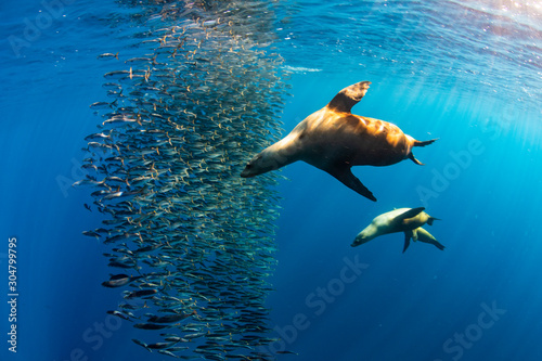 Californian Sea Lion hunting and feeding in a bait ball in Magdalena Bay, Baja california sur, Mexico.