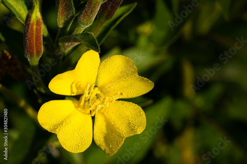 fleur jaune - onagre