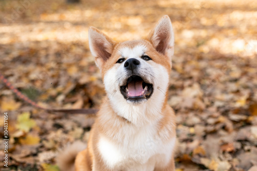 Beautiful happy akita inu dog is playing outside in the autumn