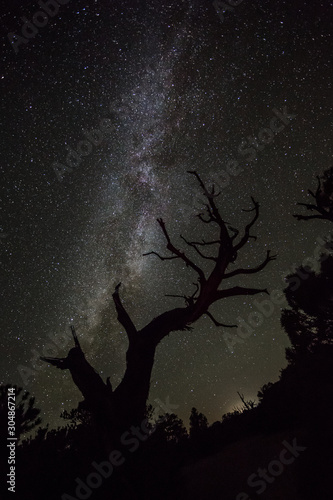 Silhouette of juniper tree against the stars of the dark night sky in Utah desert