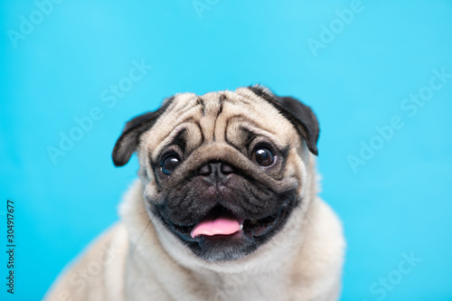 Happy adorable dog pug breed smile and cheerful on blue background,Pug Purebred Dog Concept
