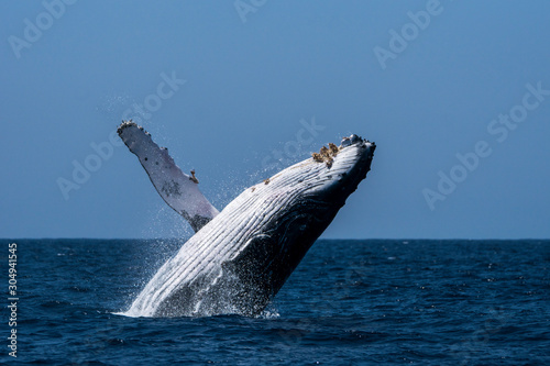 小笠原の海でジャンプするザトウクジラ