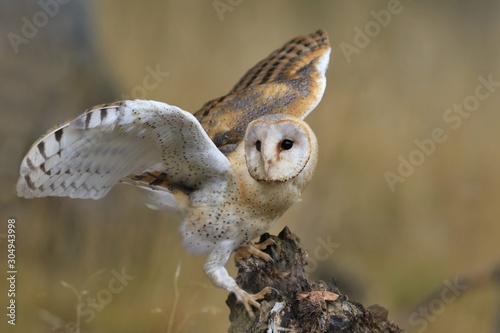 Magnificent Barn Owl perched on a stump in the forest (Tyto alba) . Western barn owl in the nature habitat.