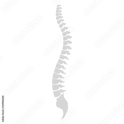 Side view of the spine on a white background