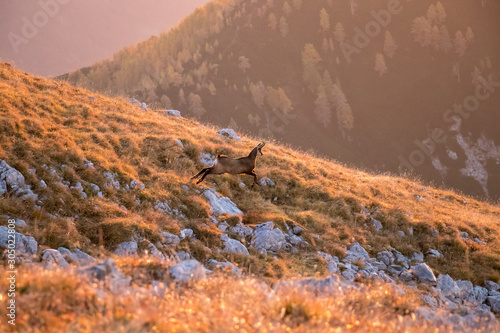 sunlit chamois running on mountain pasture