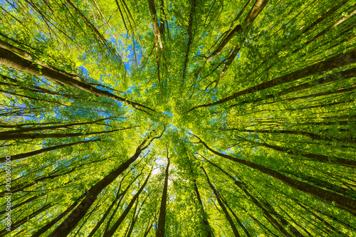 Looking up at the green tops of trees.