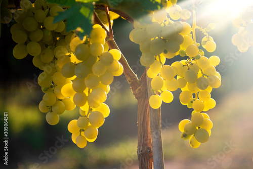 White grapes hanging in vineyard with sunbeam shining through.