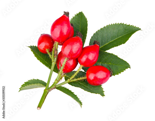 Wild red rose hips on thorny twig with green leaves isolated on white background. Rosa canina. Realistic briar branch with shiny ripe rosehips and thorns. Healthy sweet bio fruits. Fructus cynosbati.