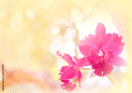 orchid background. cattleya orchid in nature 