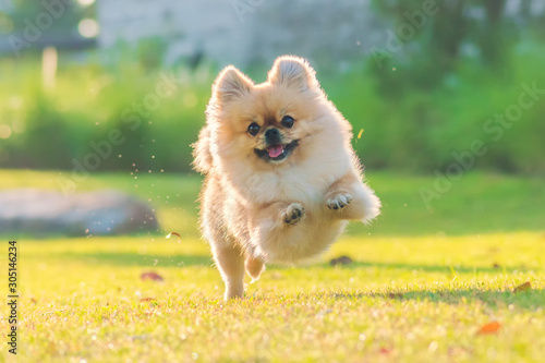 Cute puppies Pomeranian Mixed breed Pekingese dog run on the grass with happiness