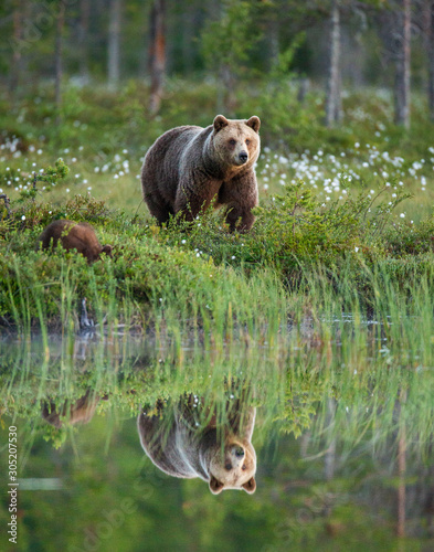 She-bear with a cub bear walks along the edge of a forest lake with a stunning reflection. Summer. Finland.