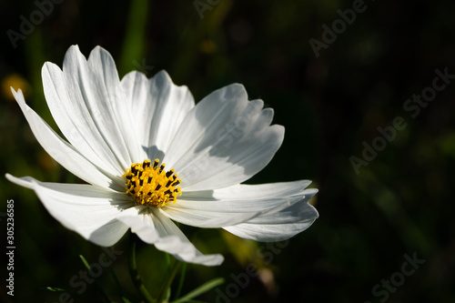 cosmos - fleur blanche