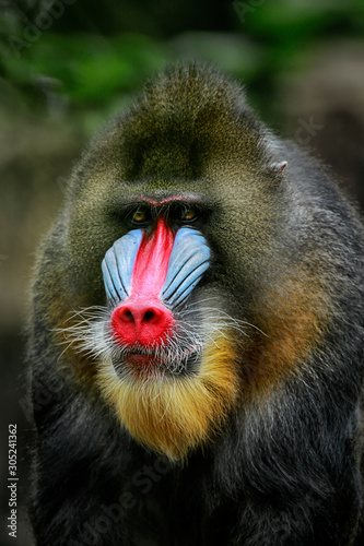 The mandrill (Mandrillus sphinx) is a primate of the Old World monkey (Cercopithecidae) family. It is one of two species assigned to the genus Mandrillus, along with the drill