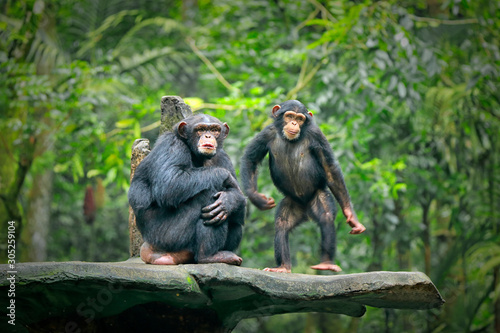 Chimpanzee consists of two extant species: common chimpanzee and bonobo. Bonobos and common chimpanzees are the only species of great apes that are currently restricted in their range to Africa