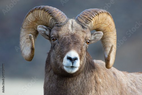 Bighorn Sheep in Gardiner Montana