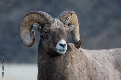 Bighorn Sheep in Gardiner Montana