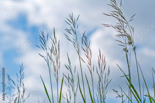 Grass against the sky and clouds. Photographed close-up.