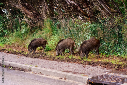 Trois sangliers sauvages sur le trottoir de ville cherche à manger. 