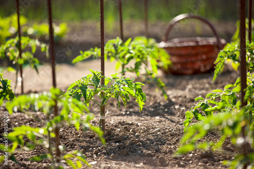 Panier dans un potager et jeunes pieds de tomate.