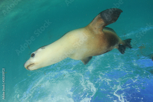 Australian Sea Lion underwater 