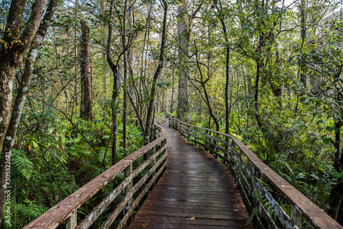 Corkscrew Swamp Sanctuary Audubon Florida