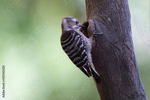 wild bird pigmy woodpecker on tree