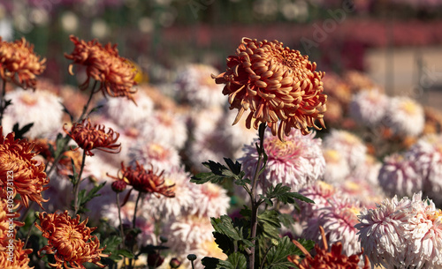 Beautiful chrysanthemum as background picture. Chrysanthemum wallpaper, chrysanthemums in autumn.