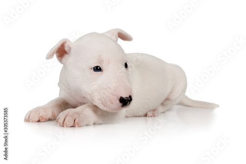 Thoroughbred Miniature Bull Terrier puppy lying on a white background