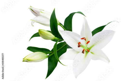 White lily flowers and buds with green leaves on white background isolated close up, lilies bunch, elegant bouquet, lillies floral pattern, romantic holiday greeting card, wedding invitation design