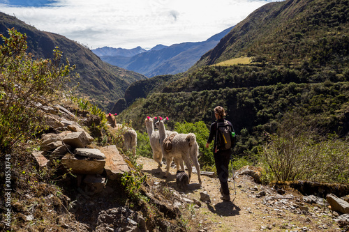 Trekking with llamas on the route from Lares in the Andes.